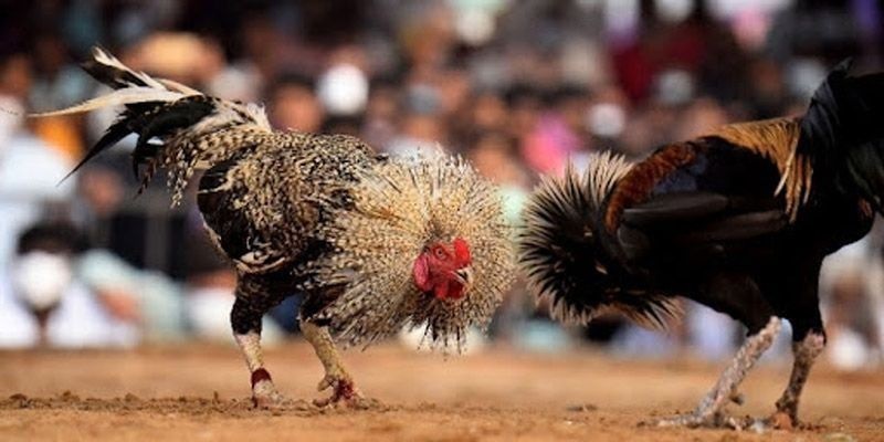 Cách chơi đá gà Thomo đẳng cấp giúp anh em bất bại khi giải trí